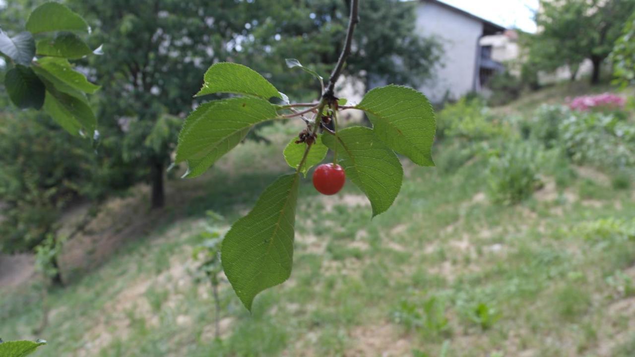 BosiaCit Ni住宿加早餐旅馆 外观 照片